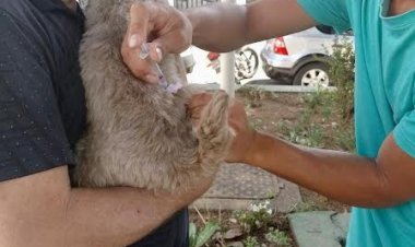 Secretaria de Saúde de Ipatinga divulga calendário de vacinação antirrábica