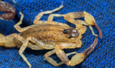 Calor e período chuvoso aumentam ocorrências com animais peçonhentos
