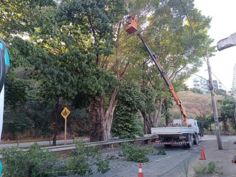 Trânsito na Avenida Gerasa será alterado por serviços de poda de árvores