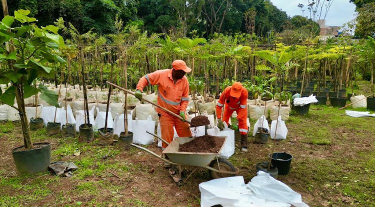 Ipatinga celebra o Dia da Árvore com plantios e ações de conscientização